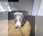 Small Photo #10 American Bully Puppy For Sale in LUBBOCK, TX, USA