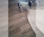 Small Photo #13 Chihuahua Puppy For Sale in SHALLOTTE, NC, USA