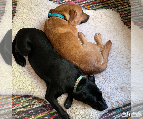 Medium Photo #12 Labrador Retriever-Unknown Mix Puppy For Sale in Washington, DC, USA