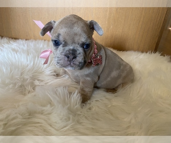 Medium Photo #6 French Bulldog Puppy For Sale in PUYALLUP, WA, USA