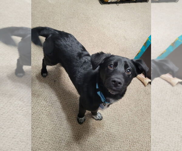 Medium Photo #6 Borador Puppy For Sale in Andover, MN, USA