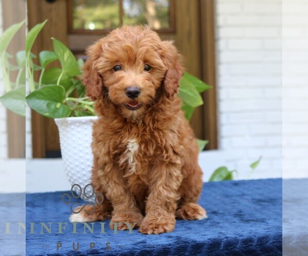Medium Photo #1 Goldendoodle (Miniature) Puppy For Sale in NARVON, PA, USA