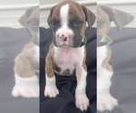 Small Photo #14 Boxer Puppy For Sale in LUCERNE VALLEY, CA, USA