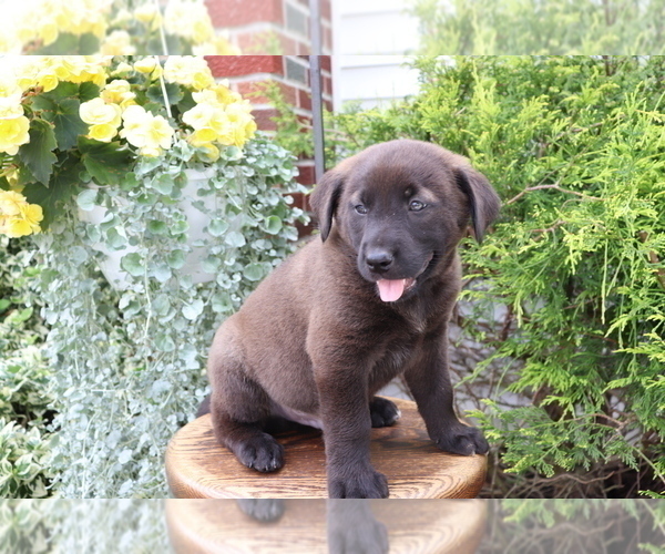 Medium Photo #4 Akita-Labrador Retriever Mix Puppy For Sale in SHILOH, OH, USA