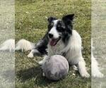 Small #5 Border Collie