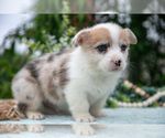 Small Photo #31 Pembroke Welsh Corgi Puppy For Sale in NEW CONCORD, OH, USA