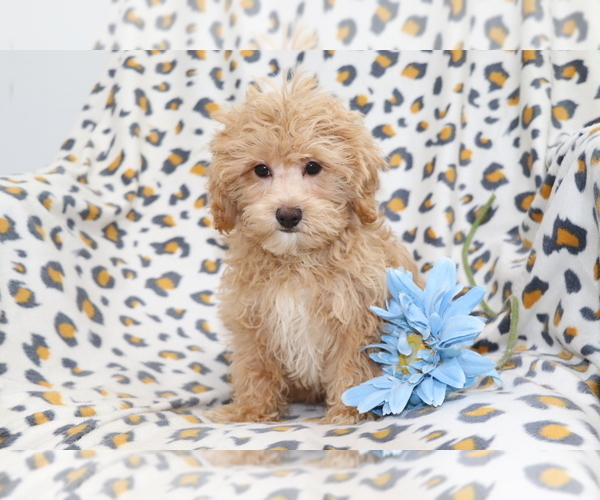 Medium Photo #2 Maltipoo Puppy For Sale in SHILOH, OH, USA