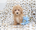 Small #1 Maltipoo
