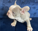 Small Photo #23 French Bulldog Puppy For Sale in FORT LAUDERDALE, FL, USA