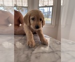Puppy Puppy 2 Golden Retriever