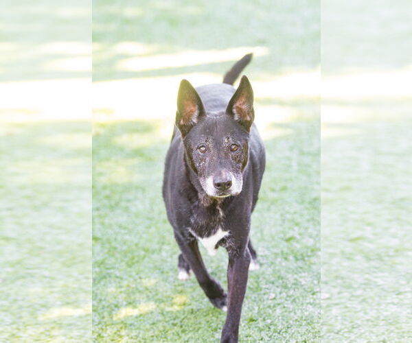 Medium Photo #2 Labrador Retriever-Unknown Mix Puppy For Sale in Hilton Head, SC, USA
