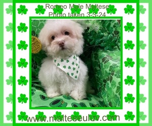 Maltese Puppy for sale in SILVERHILL, AL, USA