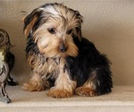 Puppy miah Yorkshire Terrier