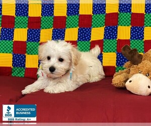 Miniature Schnauzzie-Poodle (Toy) Mix Puppy for sale in WINNSBORO, LA, USA