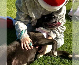 Stormie - Female Mutt Dog for Adoption - Photo #2