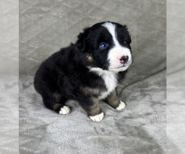 Medium Photo #21 Australian Shepherd Puppy For Sale in SALISBURY, NC, USA