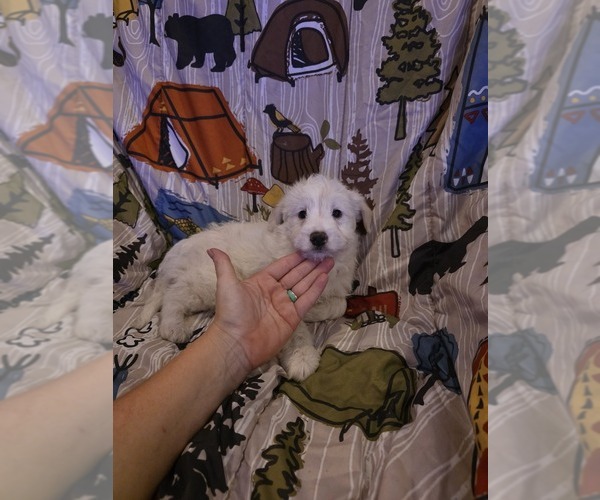 Medium Photo #4 Chizer Puppy For Sale in MONTEZUMA, GA, USA