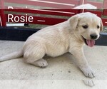 Small #2 Labrador Retriever