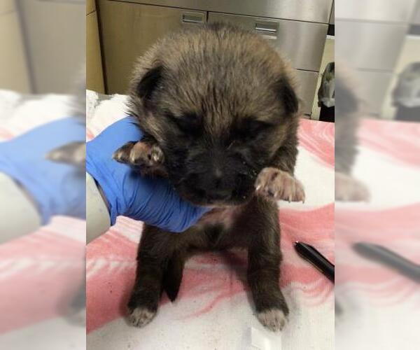 Medium Photo #1 German Shepherd Dog-Unknown Mix Puppy For Sale in Riverside, CA, USA