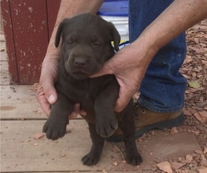 Labrador Retriever Puppy for sale in RECLUSE, WY, USA