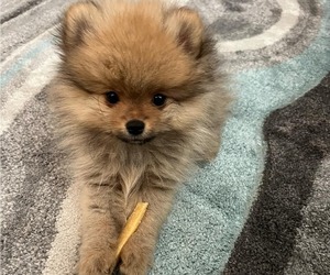 Pomeranian Litter for sale in MENIFEE, CA, USA