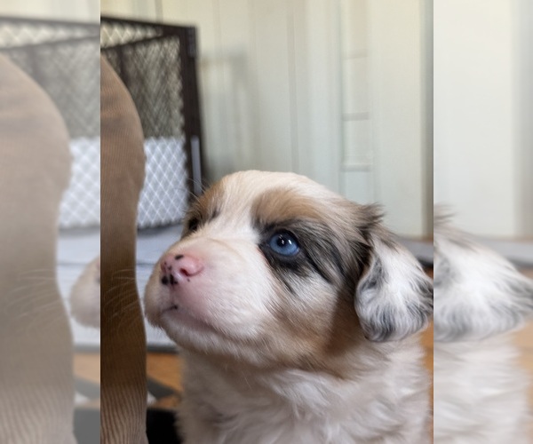 Medium Photo #1 Aussie-Corgi Puppy For Sale in ESPERANCE, NY, USA