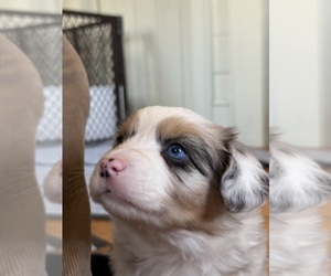 Aussie-Corgi Puppy for Sale in ESPERANCE, New York USA