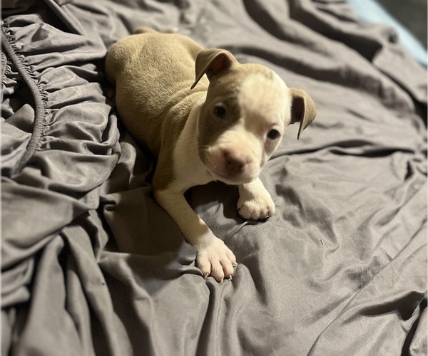 Medium Photo #16 American Bully Puppy For Sale in BUFFALO, NY, USA