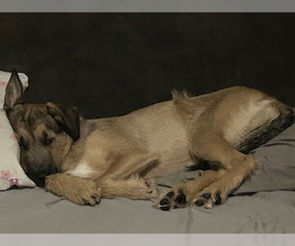 Medium Photo #4 Mutt Puppy For Sale in Brooklyn Center, MN, USA