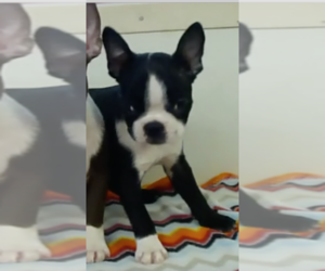 Boston Terrier Puppy for sale in BEND, OR, USA