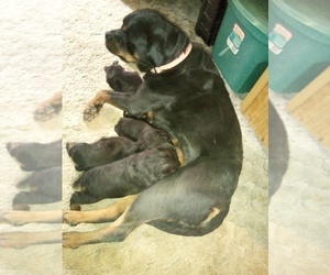 Mother of the Rottweiler puppies born on 11/21/2021