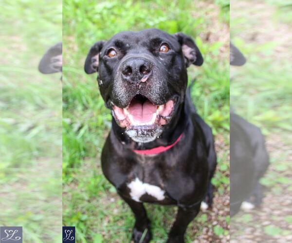 Medium Photo #3 American Staffordshire Terrier-Unknown Mix Puppy For Sale in Lockport, NY, USA