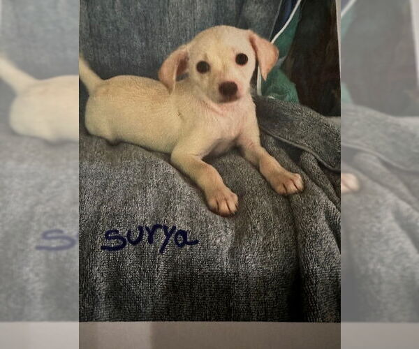 Medium Photo #2 Mutt Puppy For Sale in Oak Bluffs, MA, USA