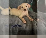Small #1 Mutt