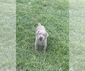 Medium Labrador Retriever