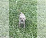 Image preview for Ad Listing. Nickname: Clyde
