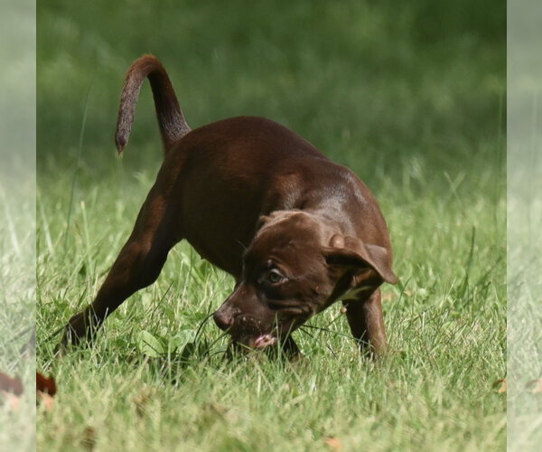 Medium Photo #6 Chocolate Labrador retriever-Pointer Mix Puppy For Sale in Mechanicsburg, PA, USA