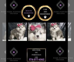 Pomeranian Puppy for sale in WARSAW, IN, USA