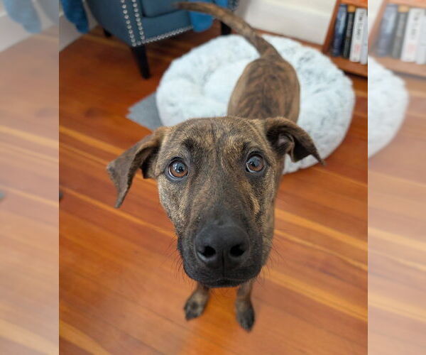 Medium Photo #1 Mutt Puppy For Sale in Boston, MA, USA