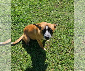 German Shepherd Dog-Unknown Mix Dogs for adoption in Oakhurst, NJ, USA