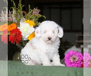 Poodle (Toy) Puppy for sale in NORTH EAST, MD, USA