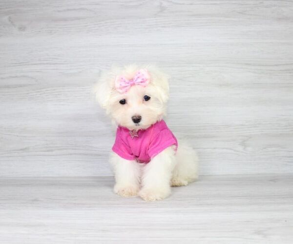 Medium Photo #2 Maltese Puppy For Sale in LAS VEGAS, NV, USA