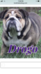 Small Photo #1 English Bulldogge Puppy For Sale in SUMMER SHADE, KY, USA