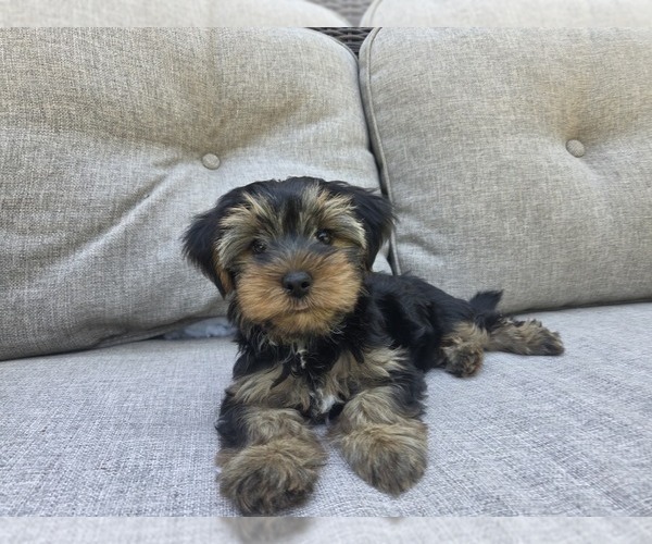 Medium Photo #18 Yorkshire Terrier Puppy For Sale in RHOADESVILLE, VA, USA