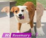 Small #3 Australian Shepherd Mix