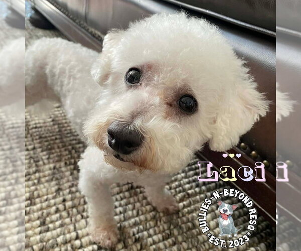 Medium Photo #5 Bichon Frise Puppy For Sale in Omaha, NE, USA