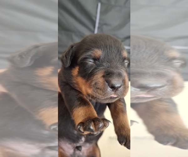 Medium Photo #3 Rottweiler Puppy For Sale in LAKELAND, FL, USA