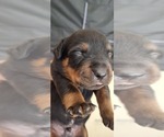 Small #2 Rottweiler