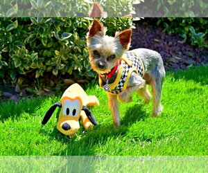 Mutt Dogs for adoption in Allentown,, PA, USA