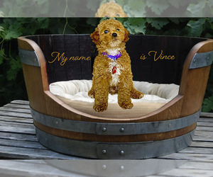 Goldendoodle (Miniature) Puppy for sale in SHORELINE, WA, USA